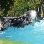 Cane nella piscina di Dogs Club Umbria