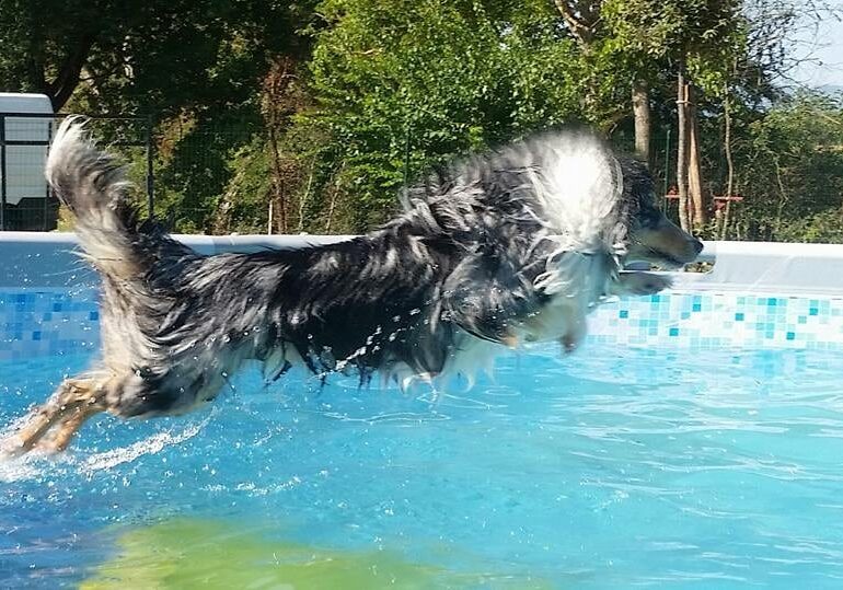 Cane nella piscina di Dogs Club Umbria