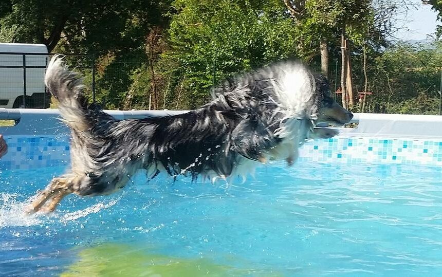 Cane nella piscina di Dogs Club Umbria