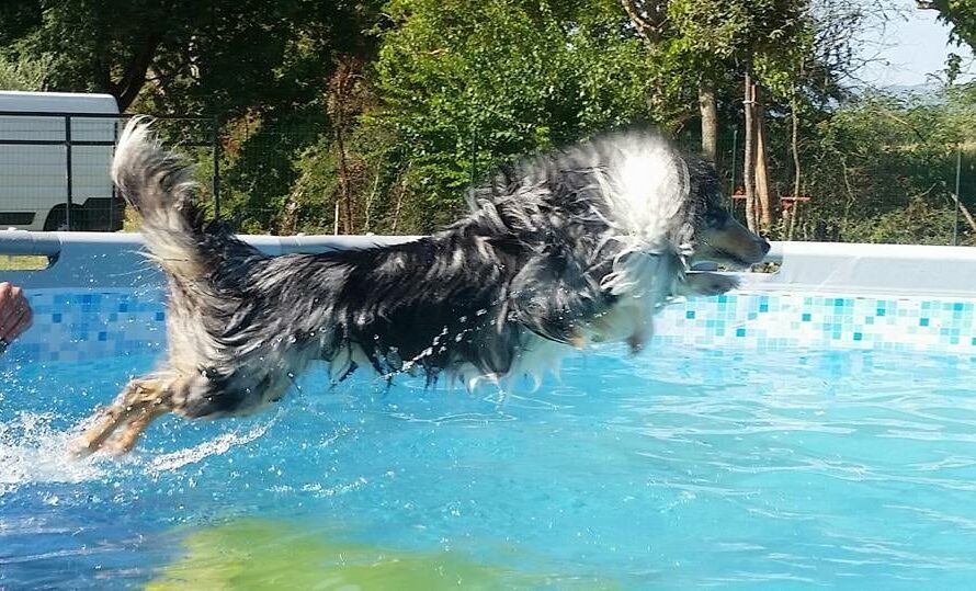 Cane nella piscina di Dogs Club Umbria