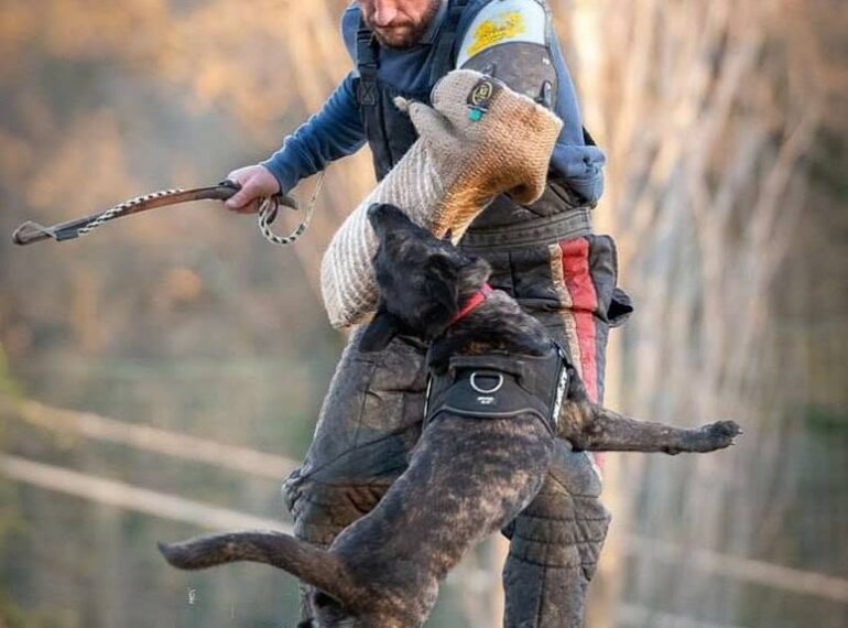 Allenamento sportivo con cane e figurante, foto fornita da Dogs Club