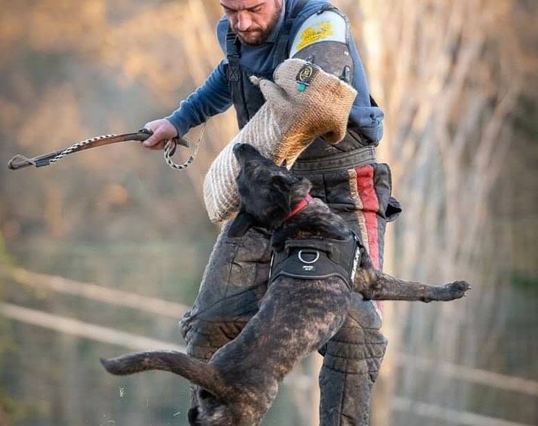 Allenamento sportivo con cane e figurante, foto fornita da Dogs Club