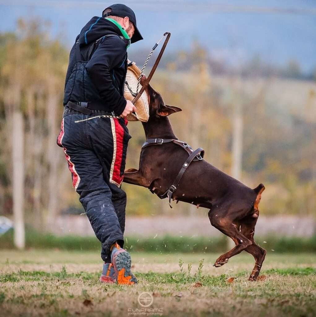 Addestramento sportivo con dobermann – foto fornita da Dogs Club