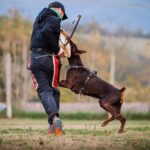 Addestramento sportivo con dobermann – foto fornita da Dogs Club