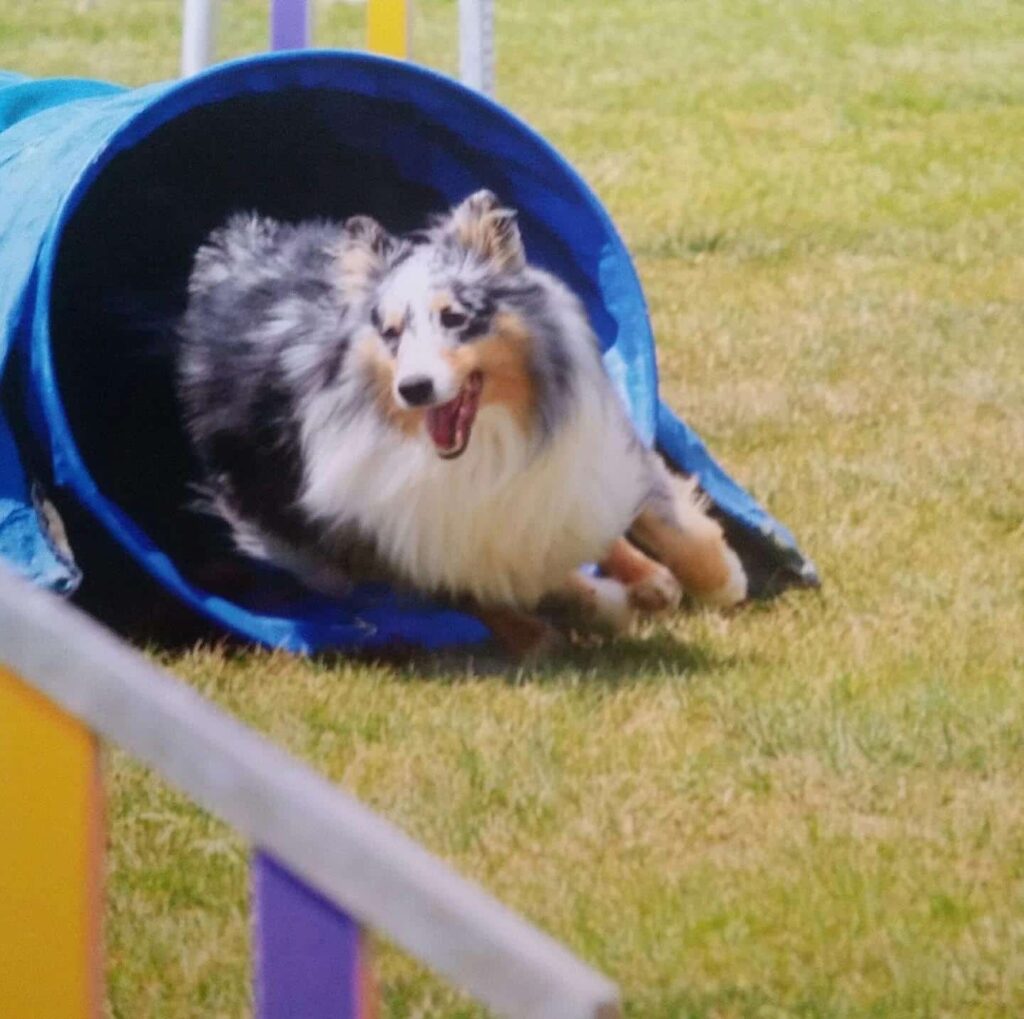 Agility: il cane nel tunnel