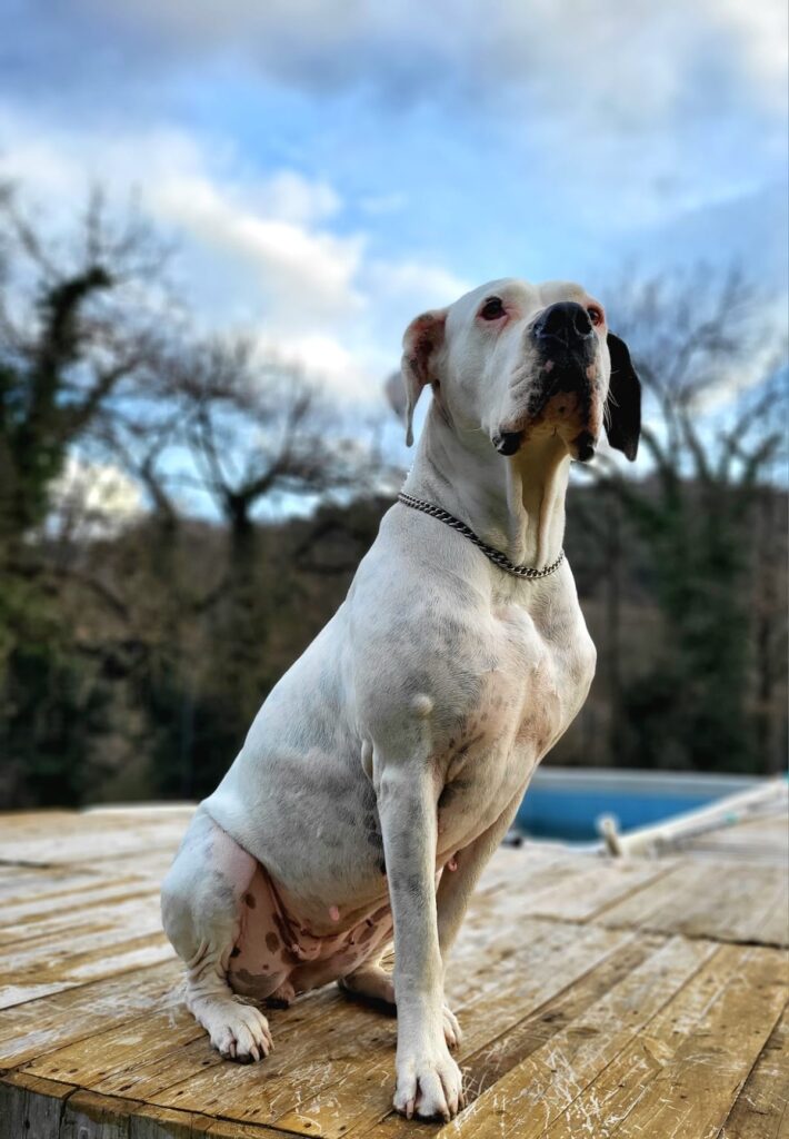 Un momento di amicizia dei cani ospiti a Dogs Club Umbria
