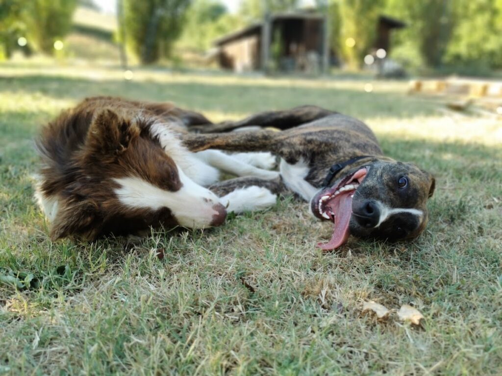 Un momento di campagna dei cani ospiti a Dogs Club Umbria