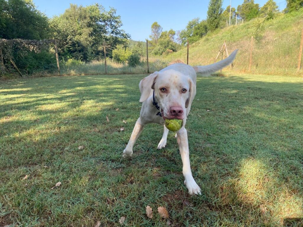 Un momento di gioco dei cani ospiti a Dogs Club Umbria