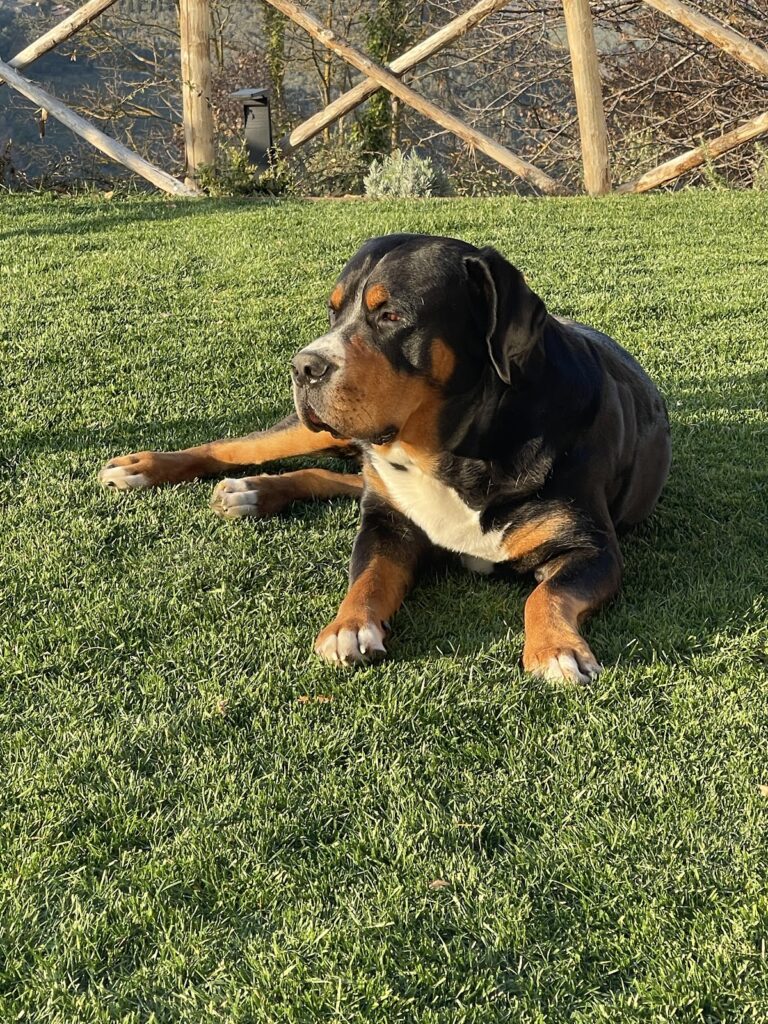 Un momento di ospiti dei cani ospiti a Dogs Club Umbria