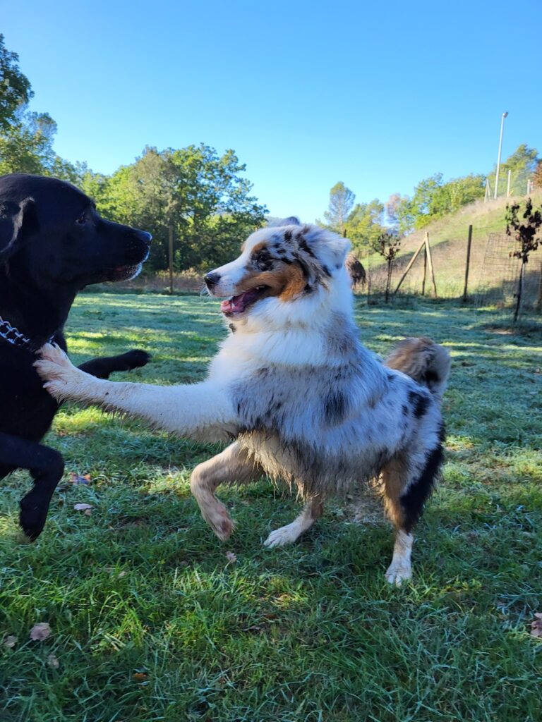 Un momento di serenita dei cani ospiti a Dogs Club Umbria