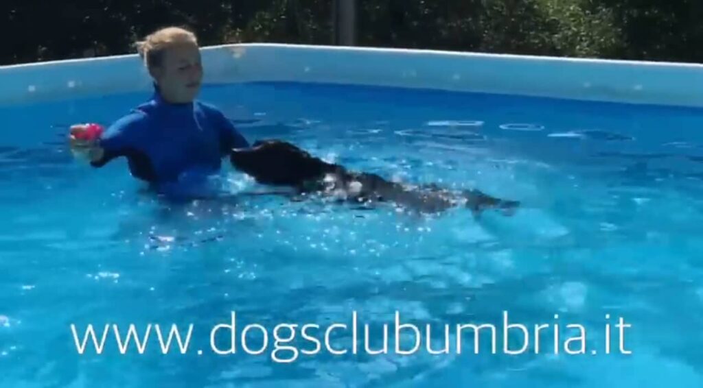 Piscina: cane e istruttore